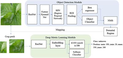 Deep Metric Learning-Based Strawberry Disease Detection With Unknowns